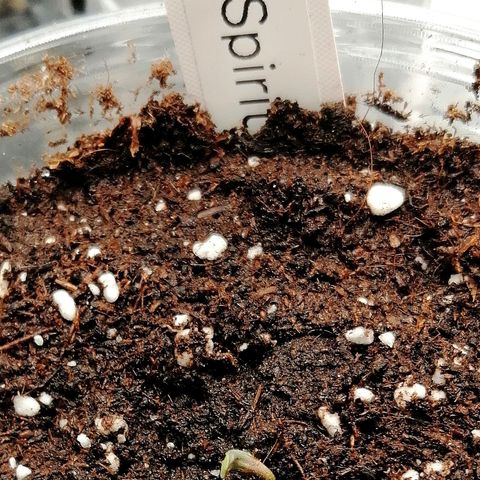 Kilmani growlog timeline photo