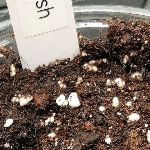 Aisha growlog timeline photo