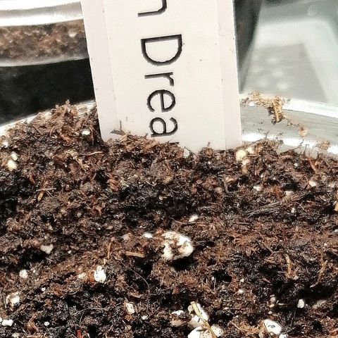 Tiana growlog timeline photo