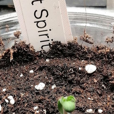 Kilmani growlog timeline photo