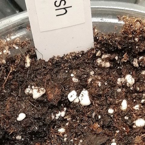 Aisha growlog timeline photo