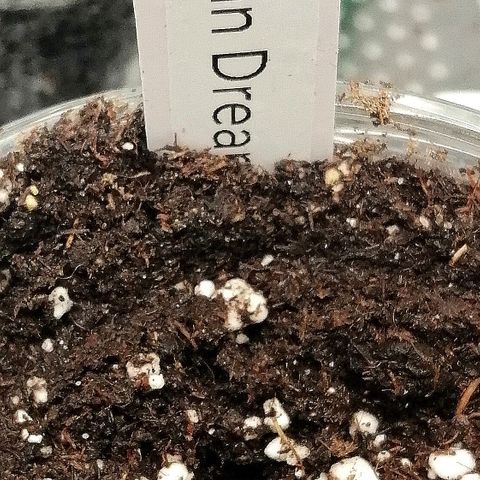 Tiana growlog timeline photo