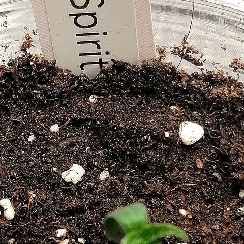 Kilmani growlog timeline photo