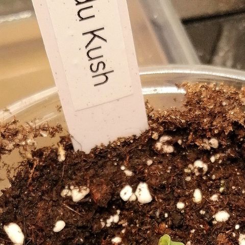 Aisha growlog timeline photo