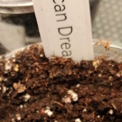 Tiana growlog timeline photo