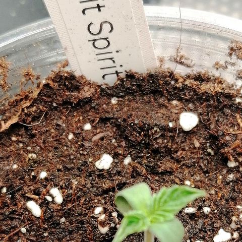 Kilmani growlog timeline photo