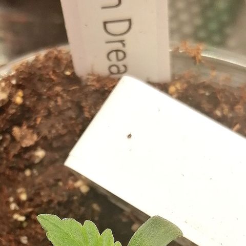 Tiana growlog timeline photo