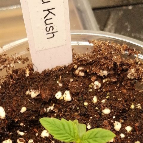 Aisha growlog timeline photo