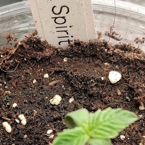 Kilmani growlog timeline photo