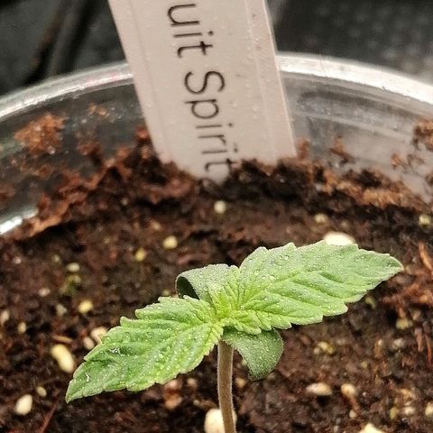 Kilmani growlog timeline photo