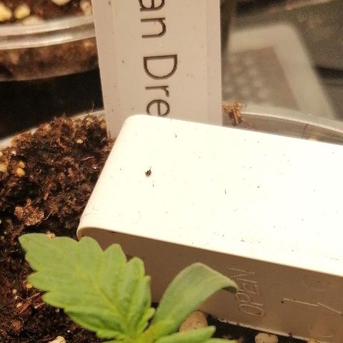 Tiana growlog timeline photo