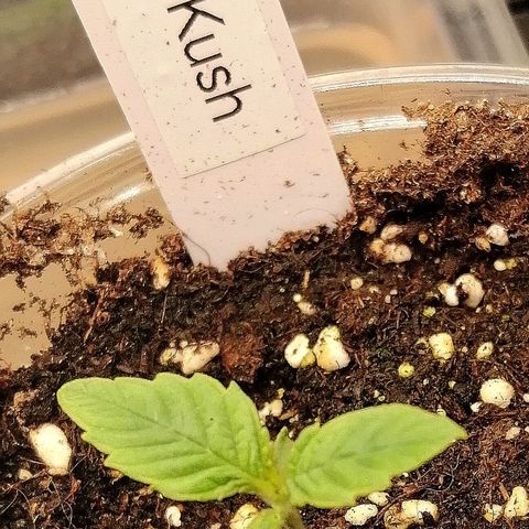 Aisha growlog timeline photo