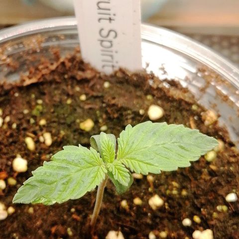 Kilmani growlog timeline photo