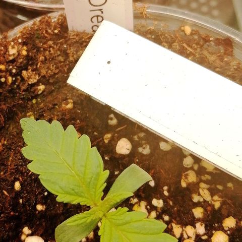 Tiana growlog timeline photo