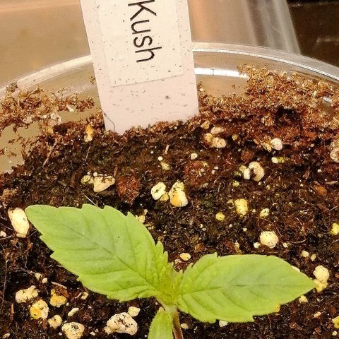 Aisha growlog timeline photo