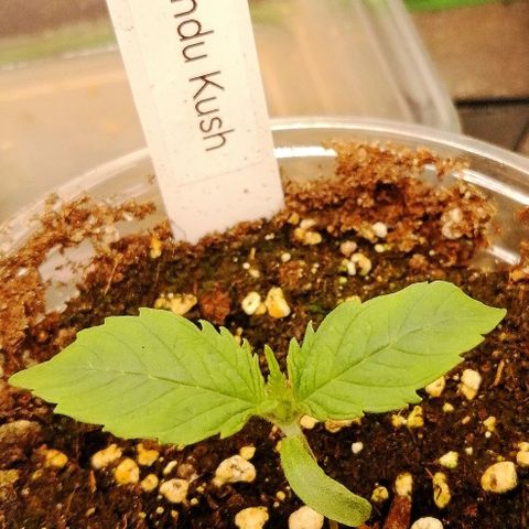 Aisha growlog timeline photo