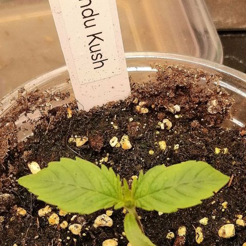 Aisha growlog timeline photo