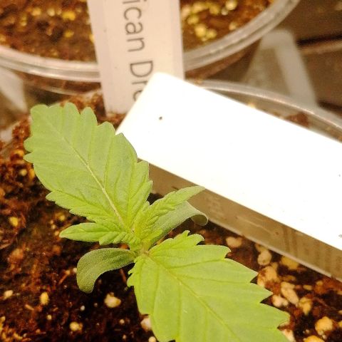 Tiana growlog timeline photo