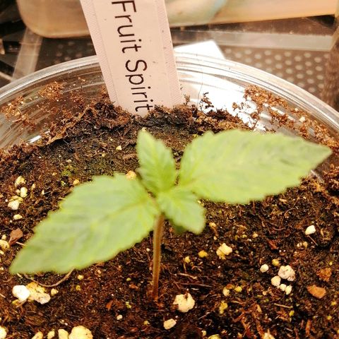 Kilmani growlog timeline photo