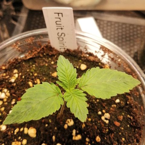 Kilmani growlog timeline photo