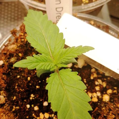 Tiana growlog timeline photo