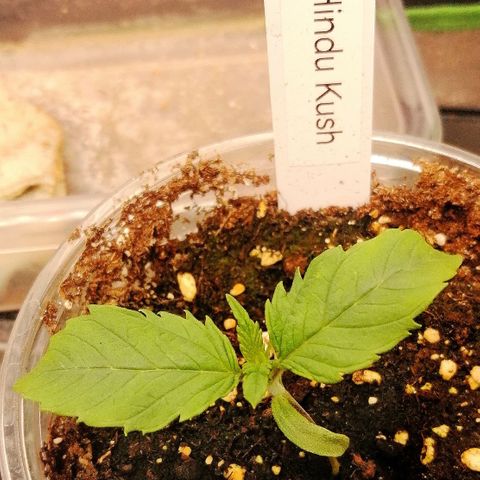 Aisha growlog timeline photo