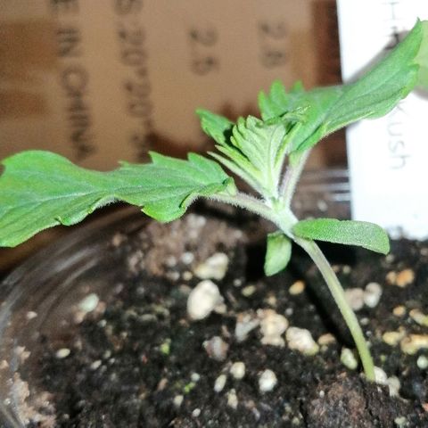 Aisha growlog timeline photo