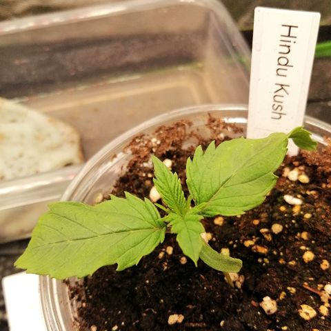 Aisha growlog timeline photo
