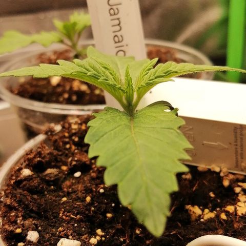 Tiana growlog timeline photo