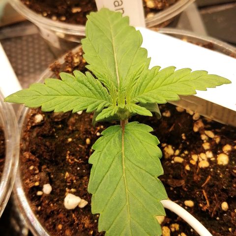 Tiana growlog timeline photo