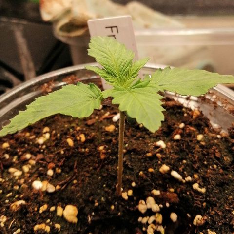 Kilmani growlog timeline photo