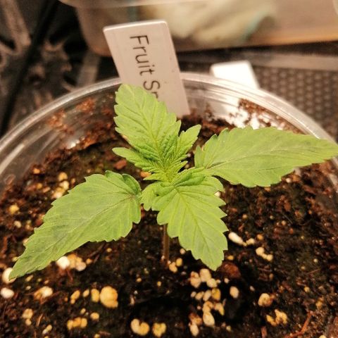 Kilmani growlog timeline photo