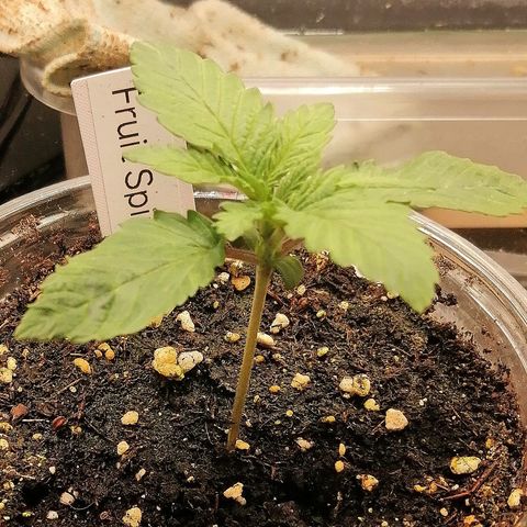 Kilmani growlog timeline photo