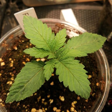 Kilmani growlog timeline photo