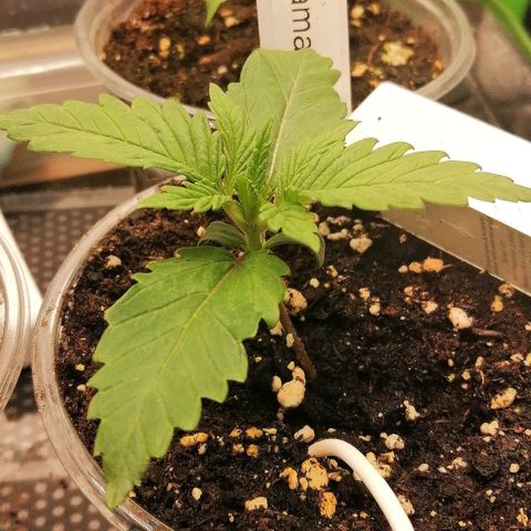 Tiana growlog timeline photo