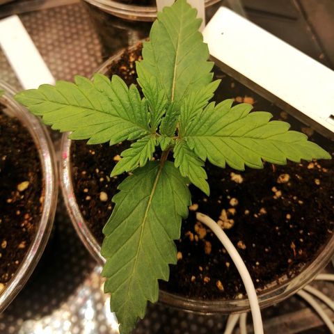 Tiana growlog timeline photo