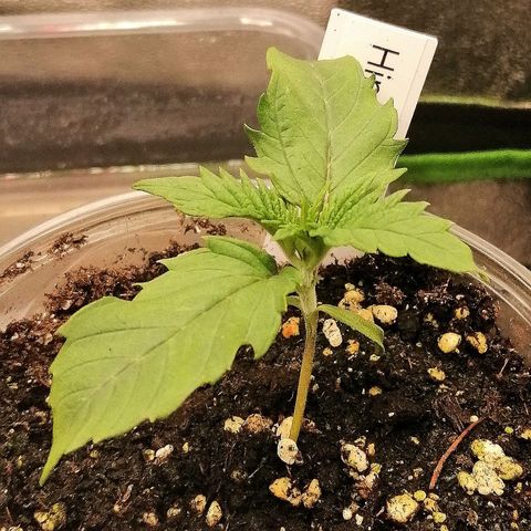 Aisha growlog timeline photo