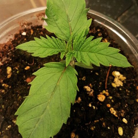 Aisha growlog timeline photo