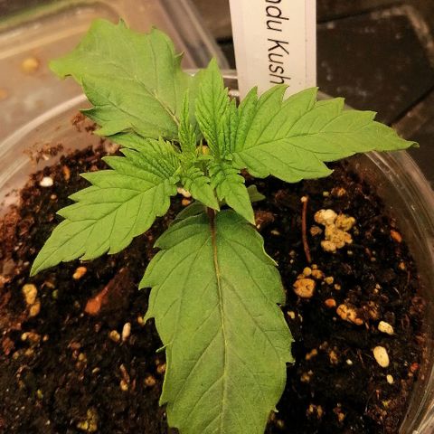 Aisha growlog timeline photo