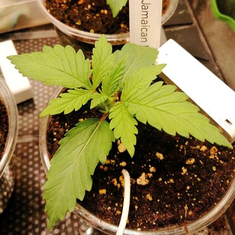 Tiana growlog timeline photo
