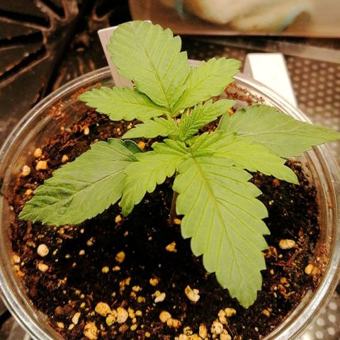 Kilmani growlog timeline photo