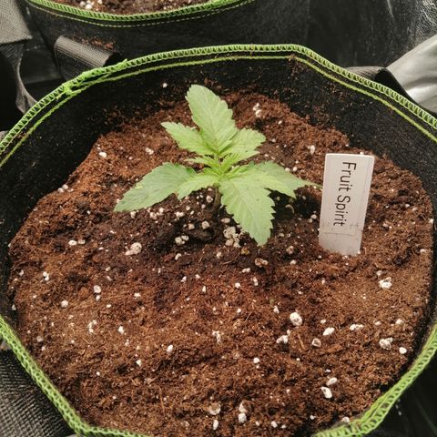 Kilmani growlog timeline photo