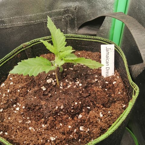 Tiana growlog timeline photo