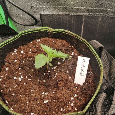 Aisha growlog timeline photo