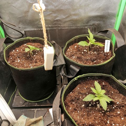 Aisha growlog timeline photo