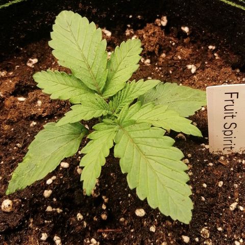 Kilmani growlog timeline photo