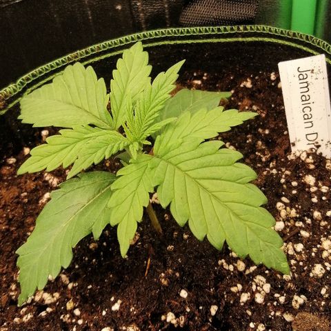 Tiana growlog timeline photo