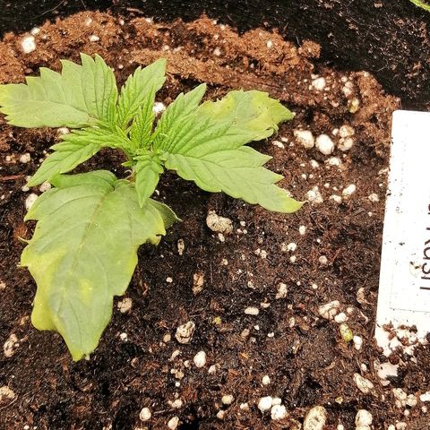 Aisha growlog timeline photo