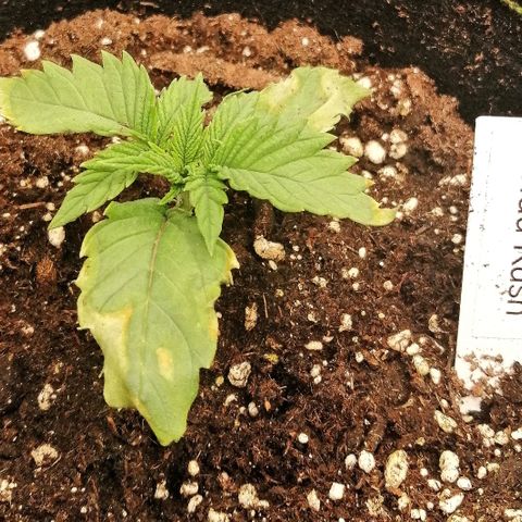 Aisha growlog timeline photo
