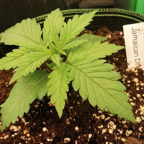 Tiana growlog timeline photo